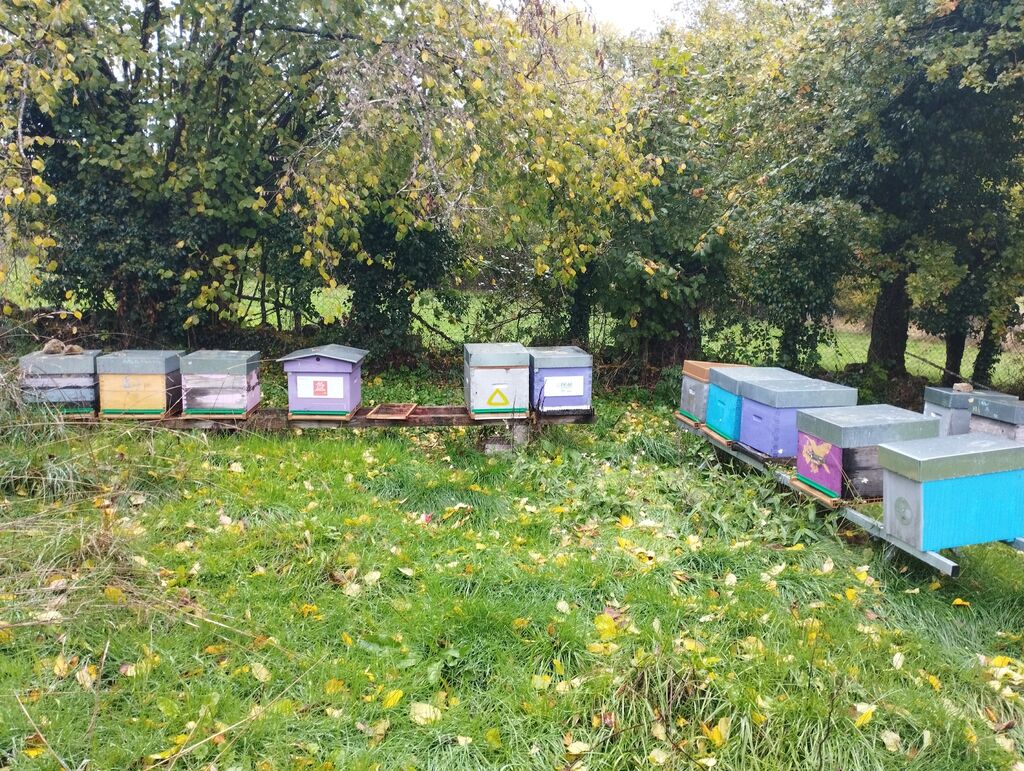 La ruche Pfm-solutions