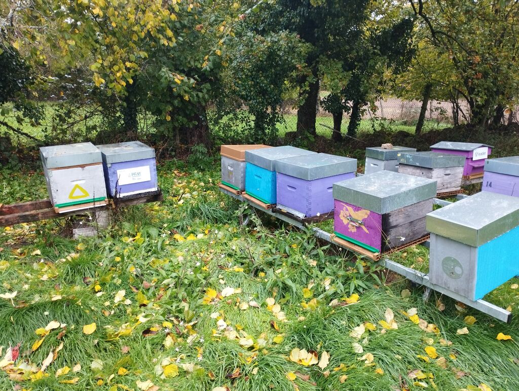 La ruche Pfm-solutions