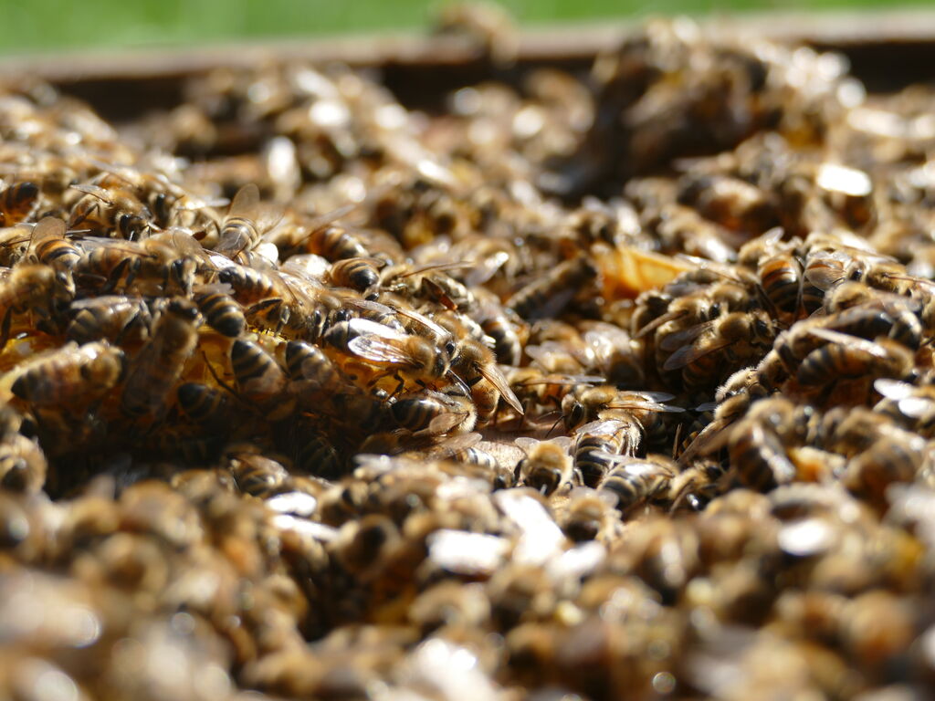 La ruche ENGIE - MPPA