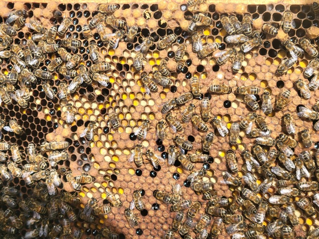 La ruche ENGIE - MPPA