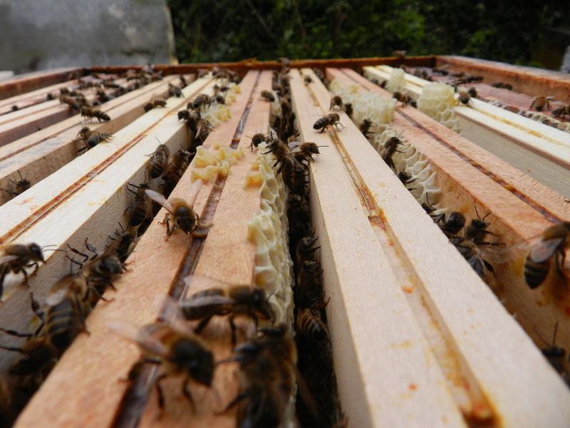 La ruche 123webimmo Poitou-Charentes