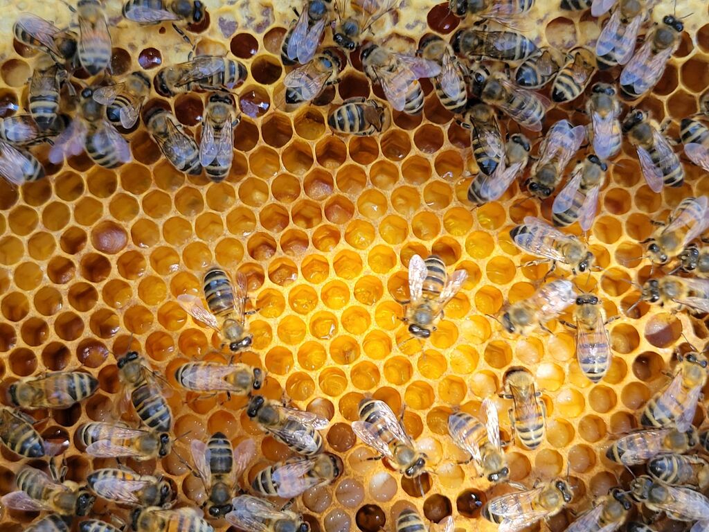 La ruche ENGIE - MPPA