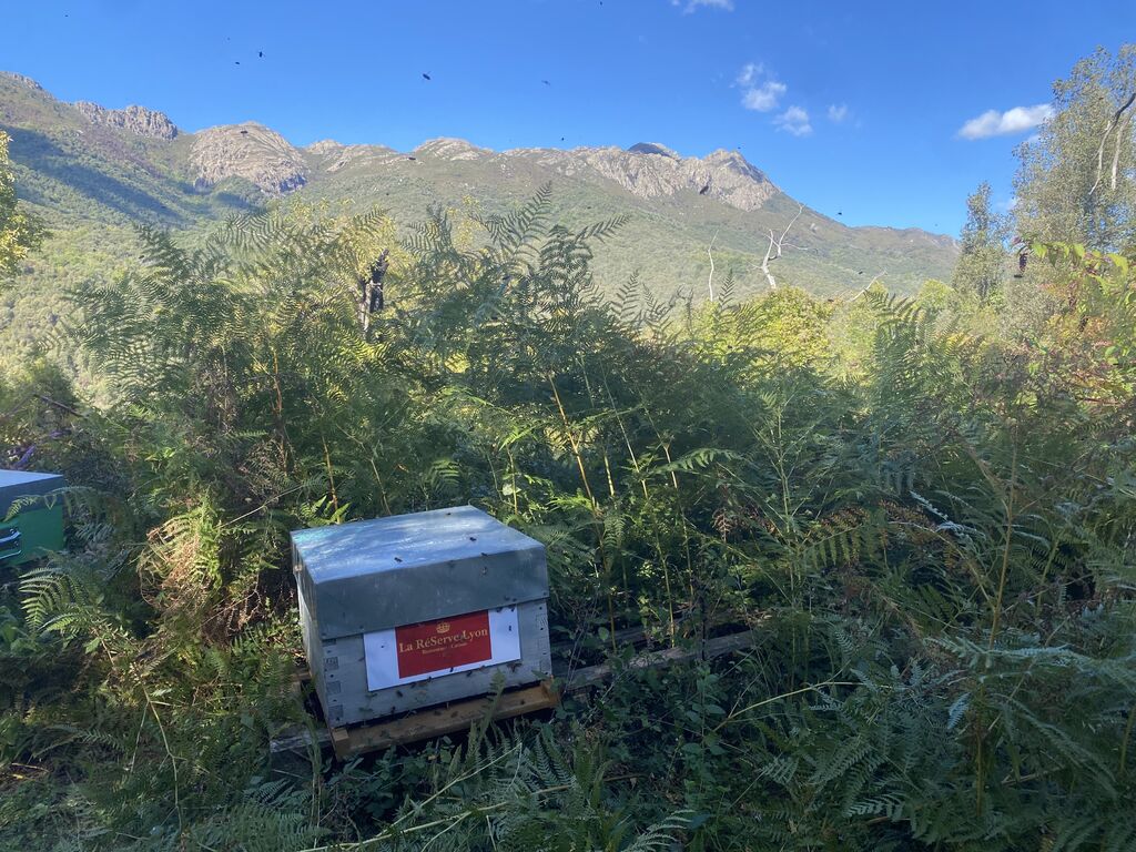 La ruche SARL ESPACE HESTIA