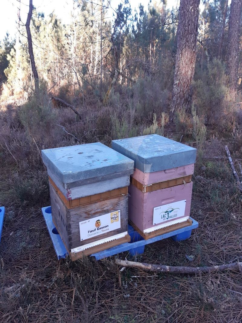 La ruche S.A.S. Lac des 3 Vallées