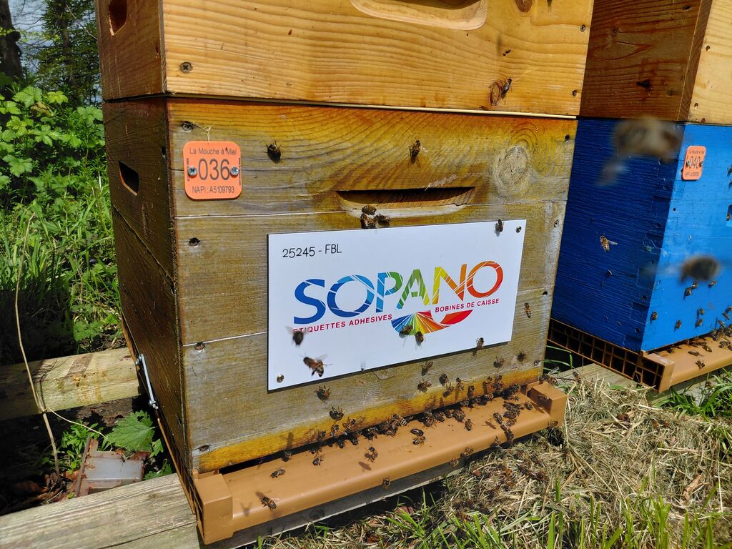 La ruche SOPANO