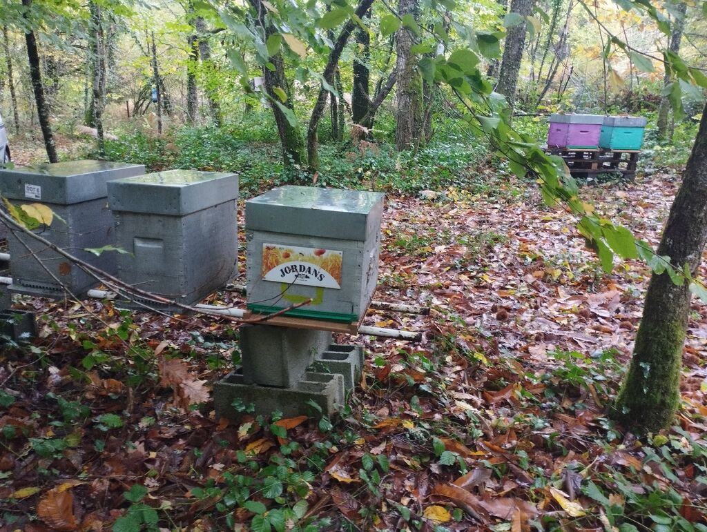 La ruche Jordans dorset ryvita