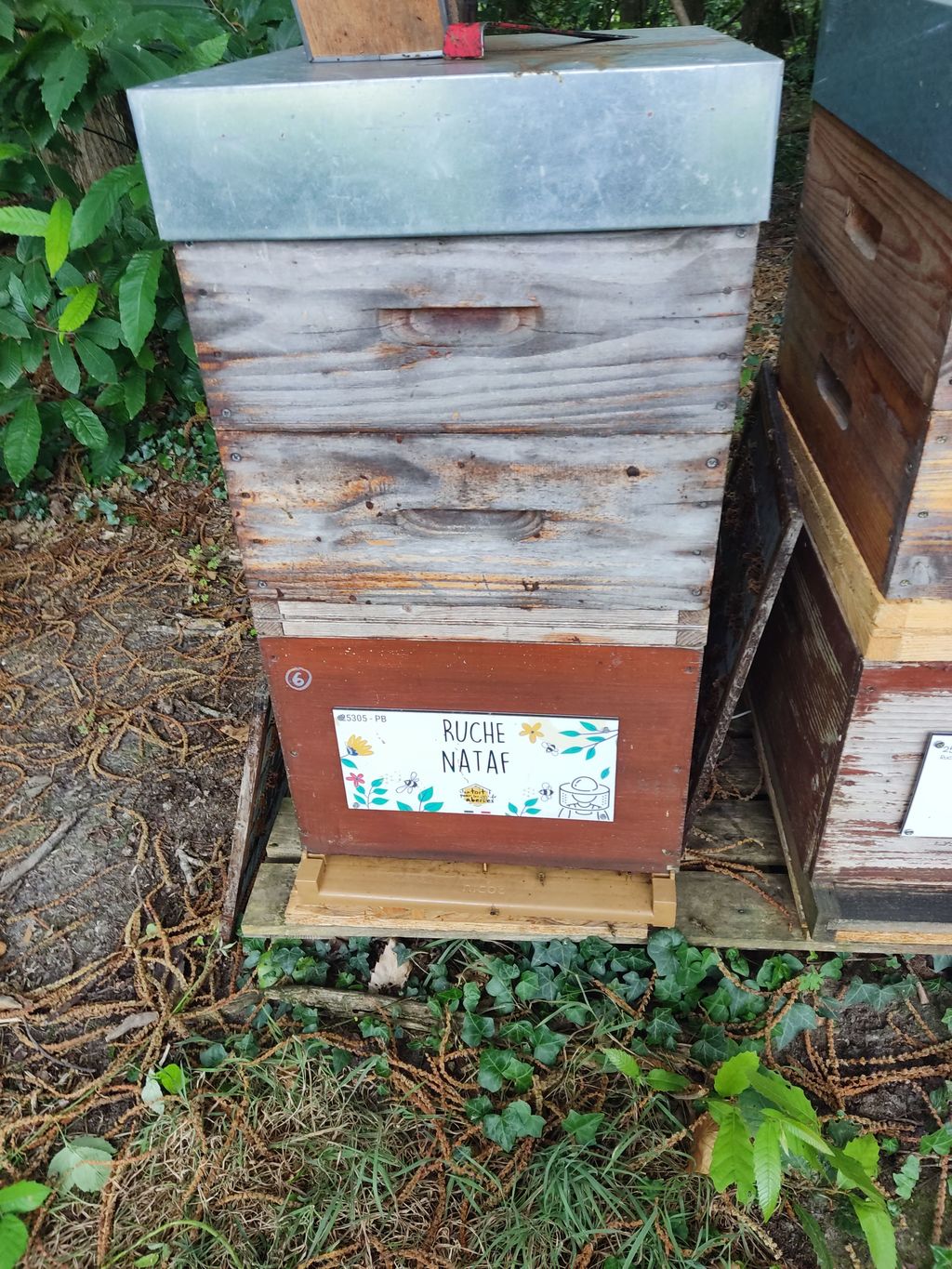 La ruche Nataf