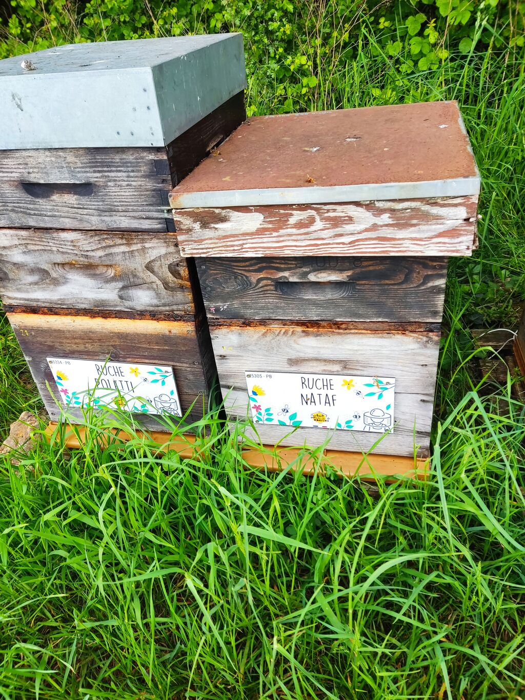 La ruche Nataf