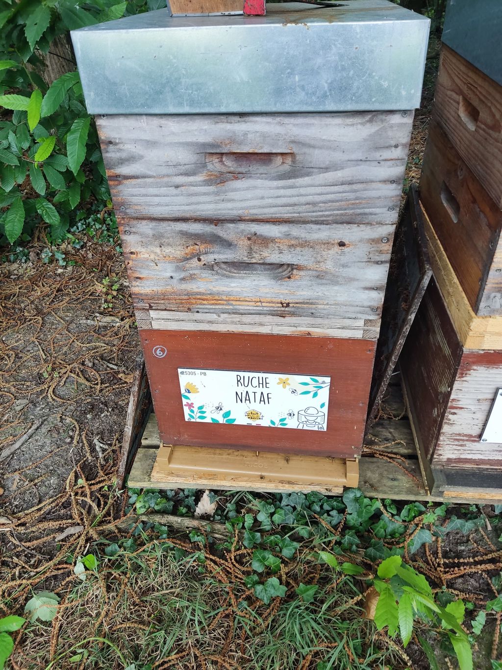 La ruche Nataf
