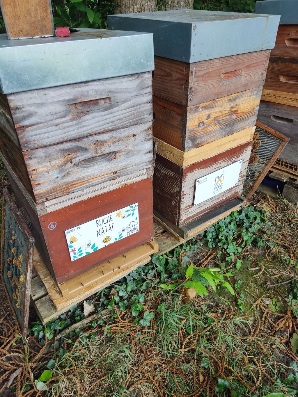La ruche Nataf