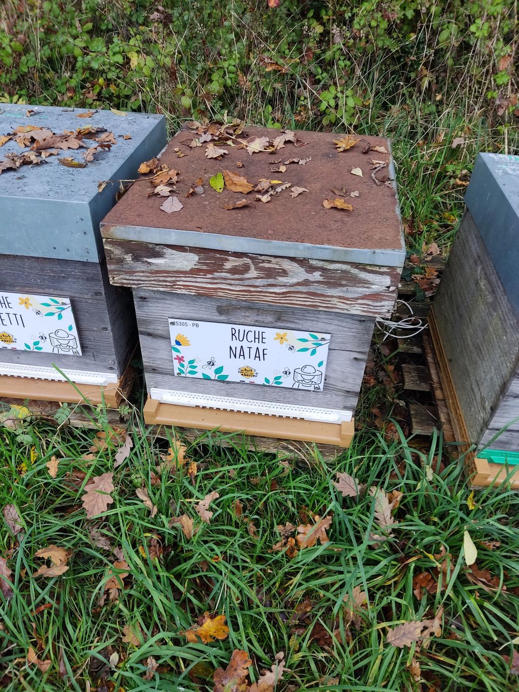 La ruche Nataf