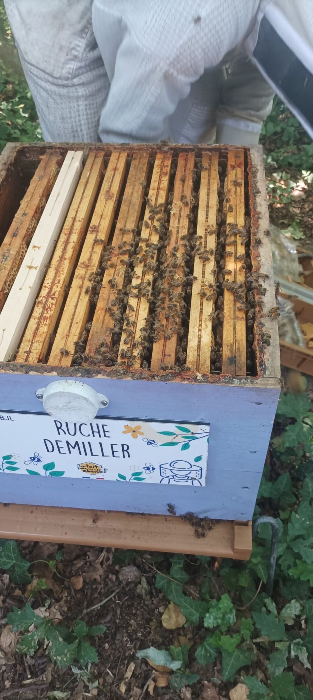 La ruche Demiller