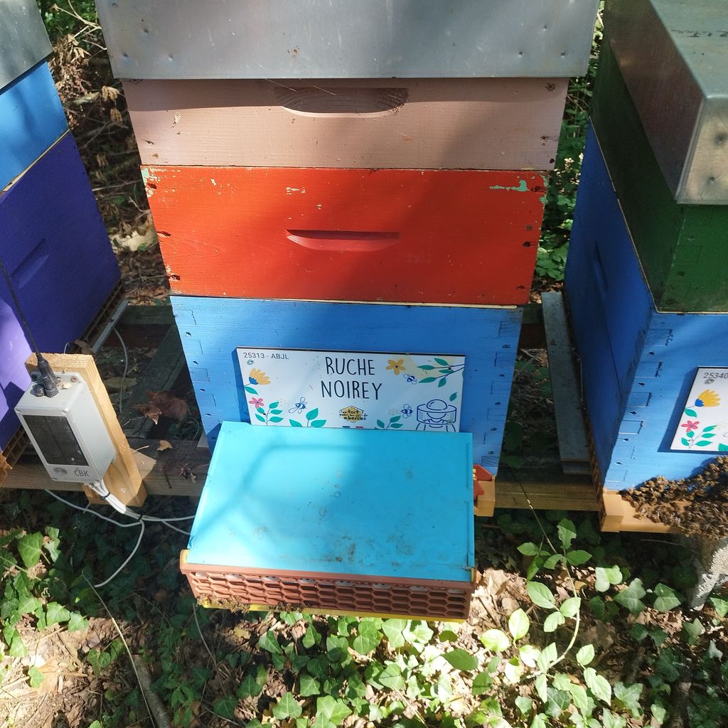 La ruche Noirey