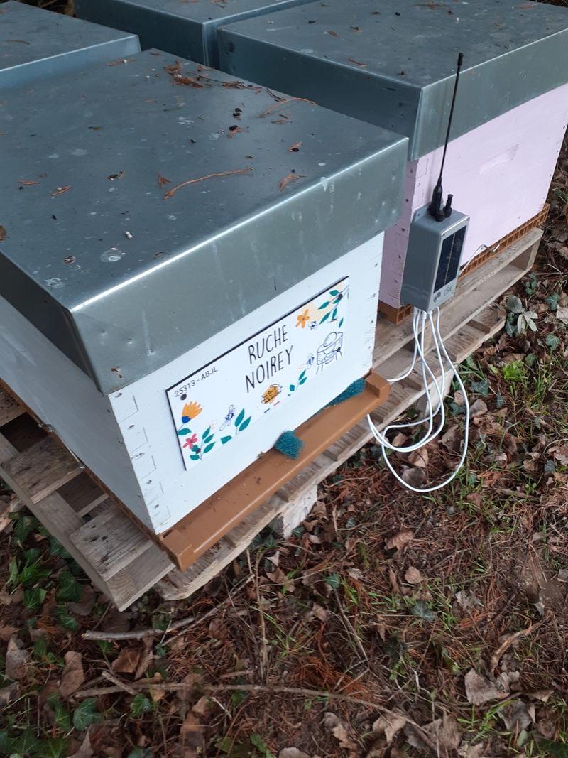 La ruche Noirey