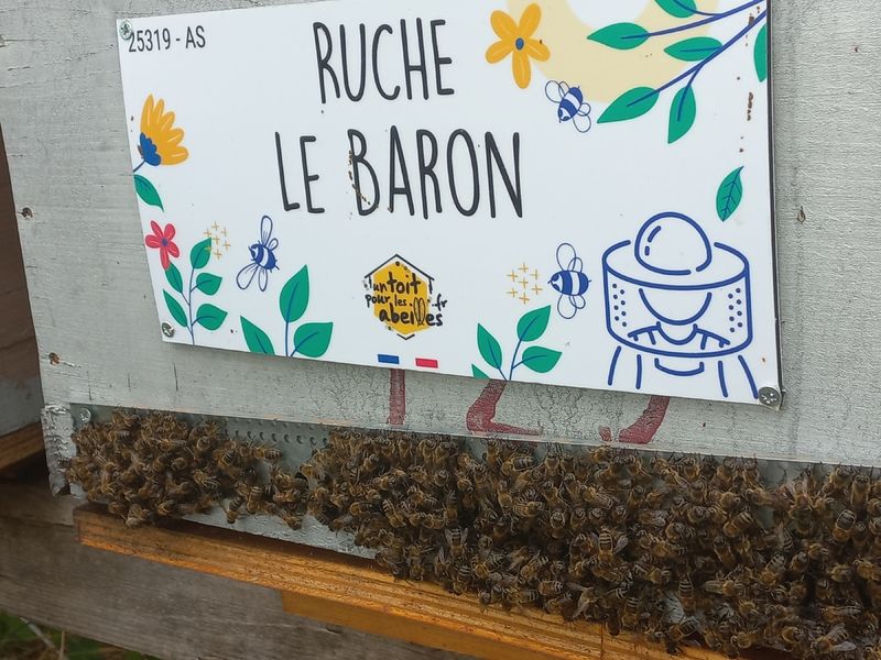La ruche Le Baron