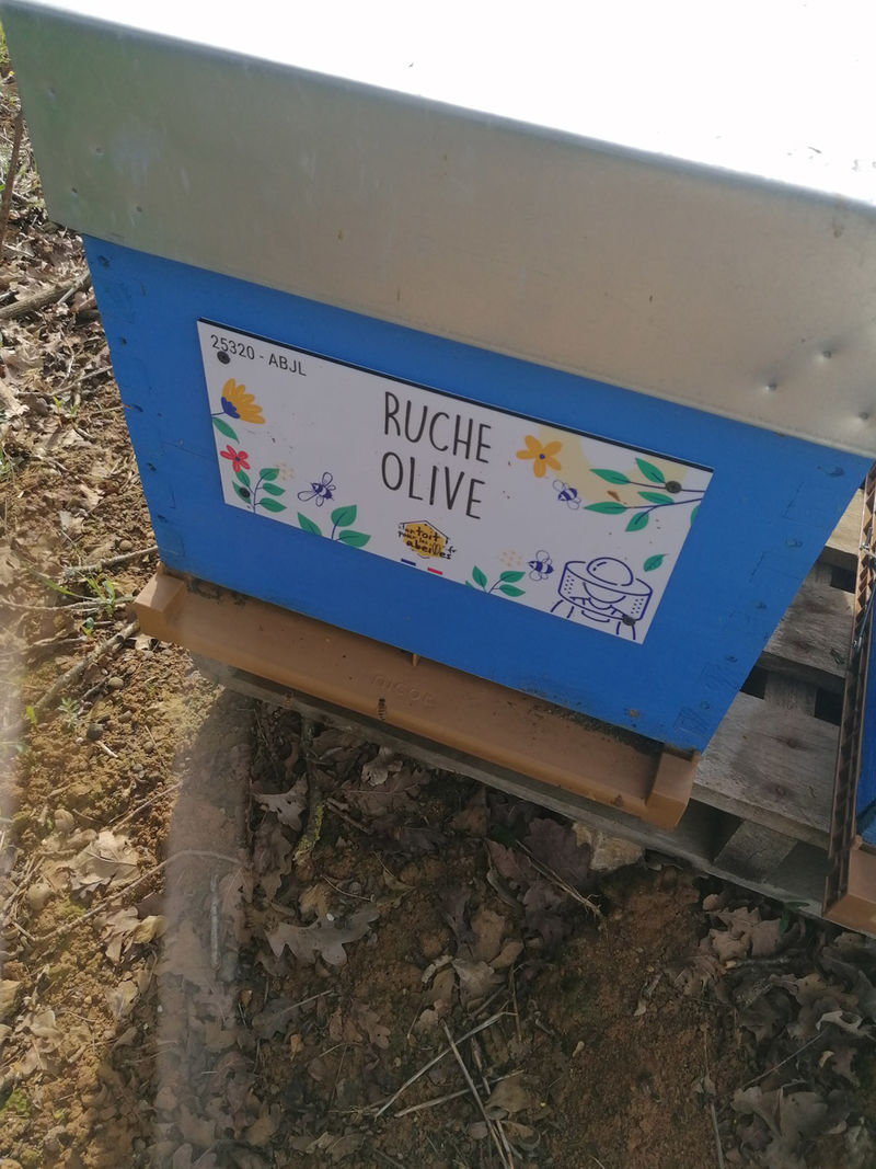 La ruche Olive