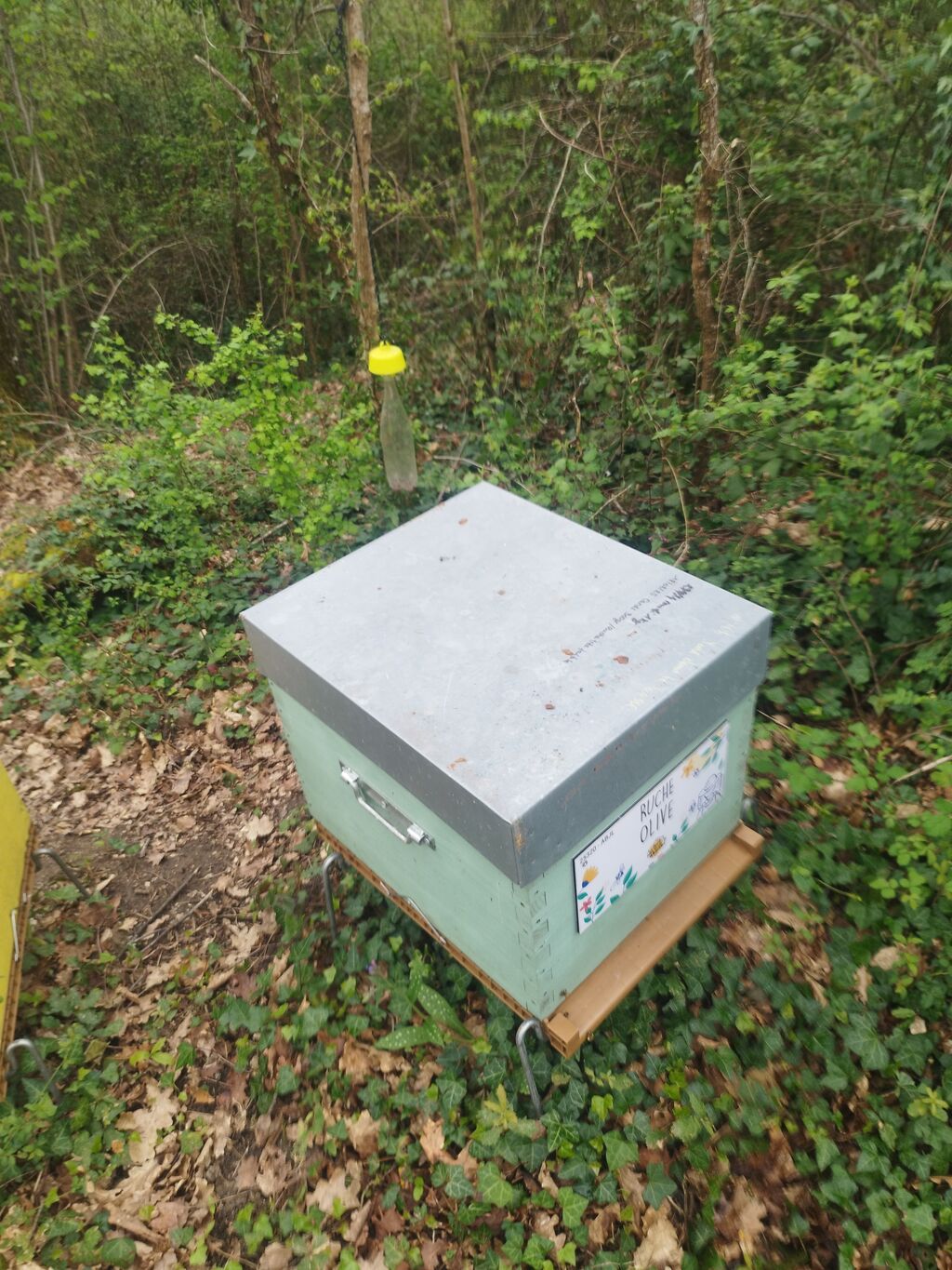 La ruche Olive