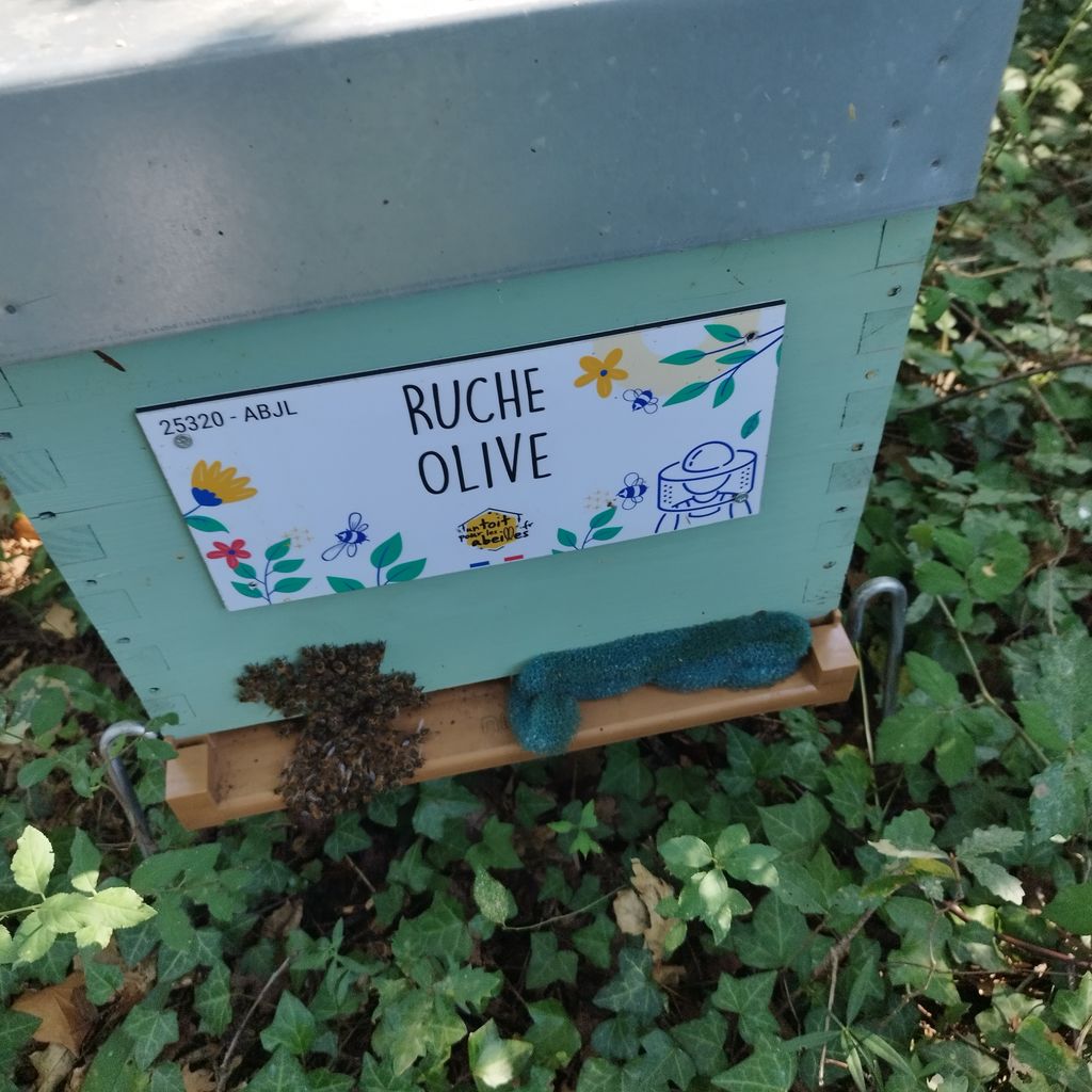 La ruche Olive