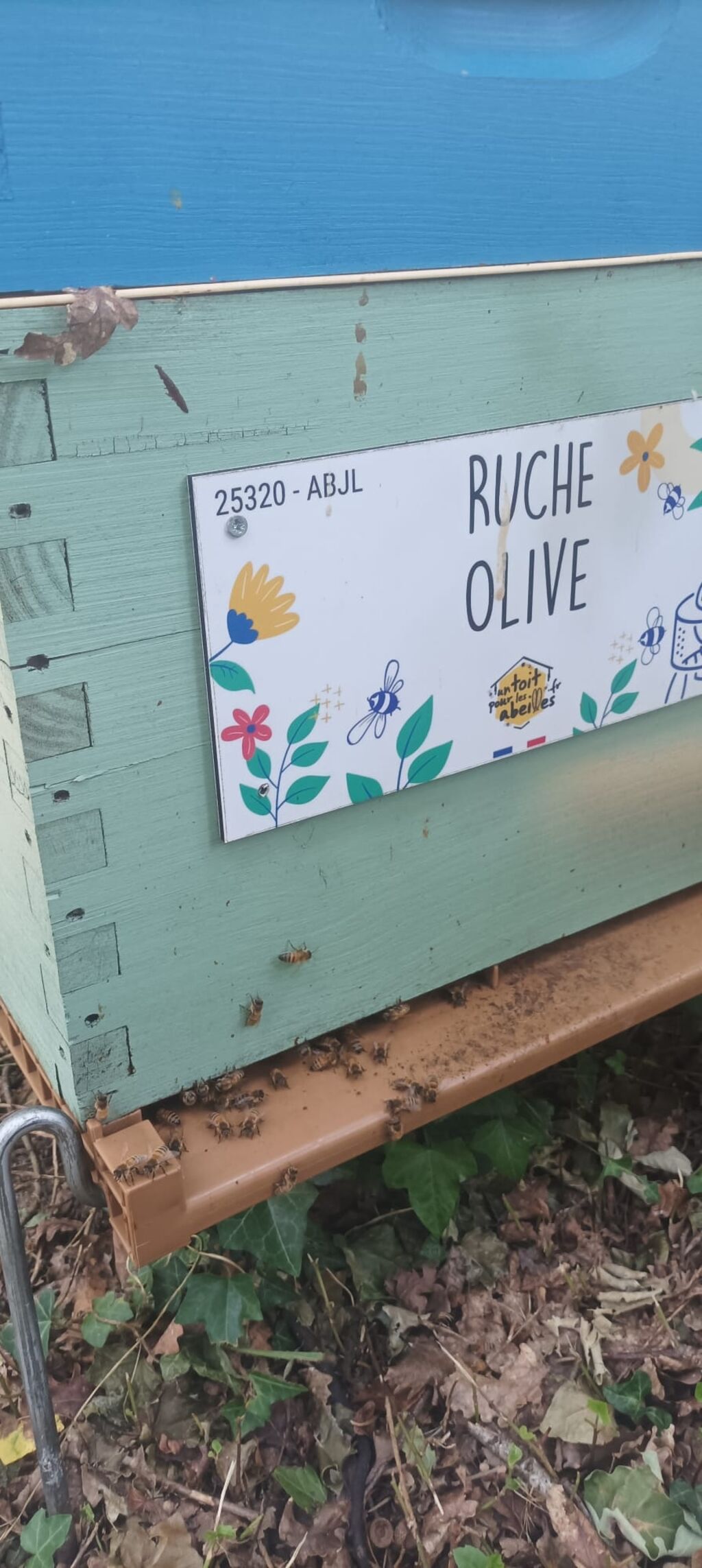 La ruche Olive