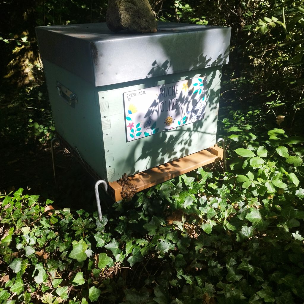 La ruche Olive