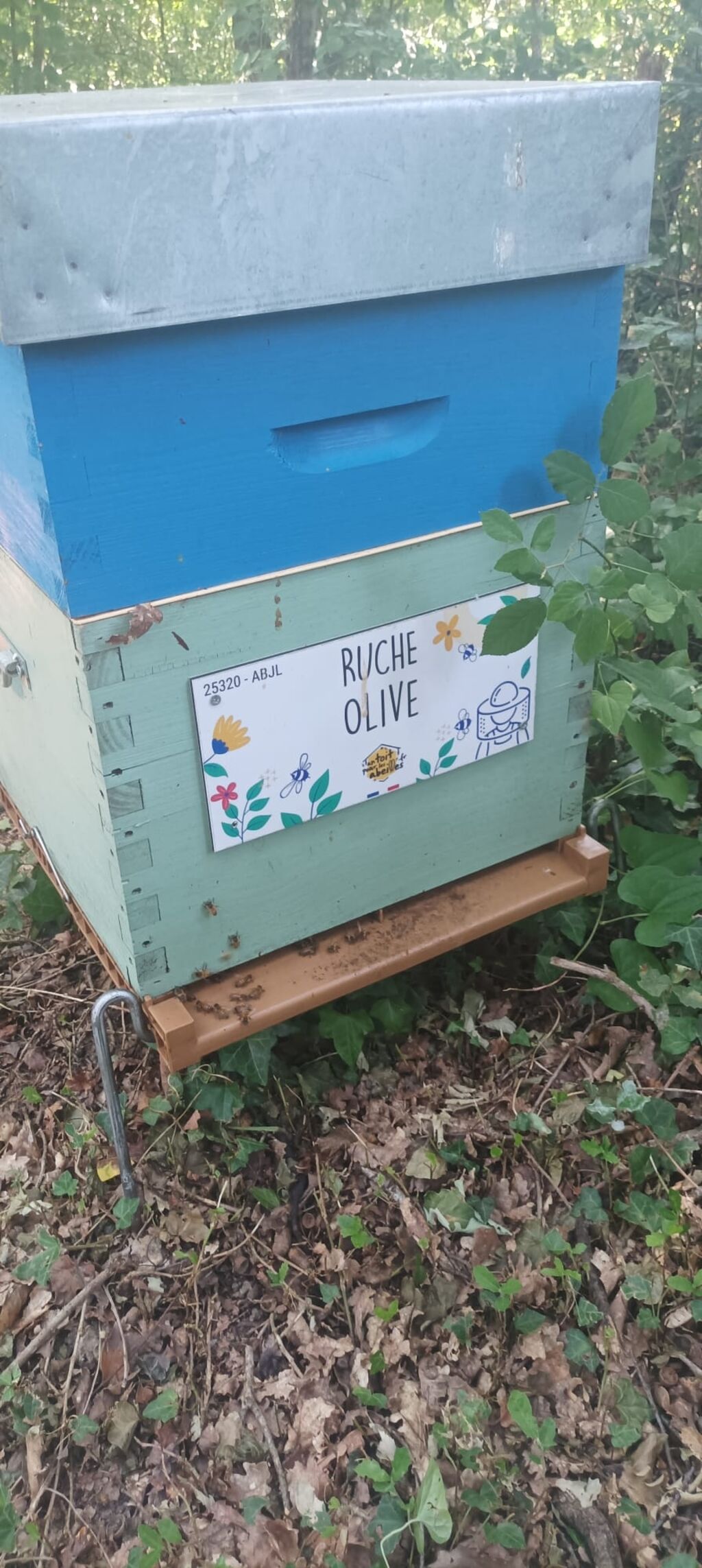 La ruche Olive