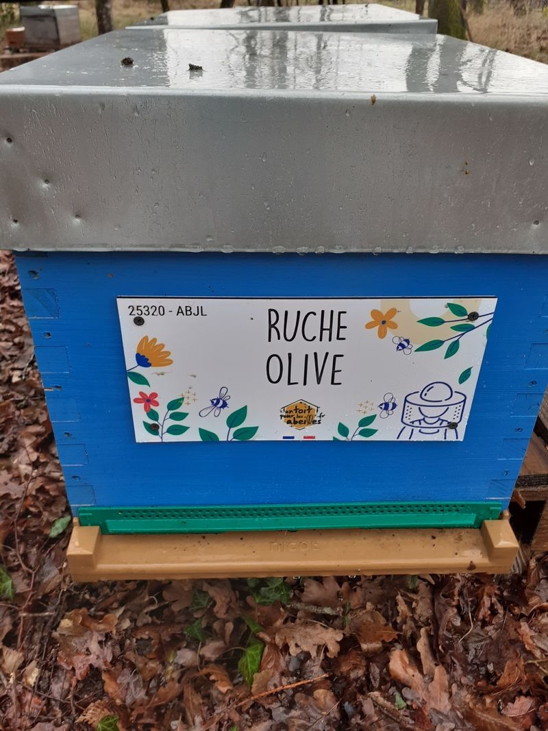 La ruche Olive