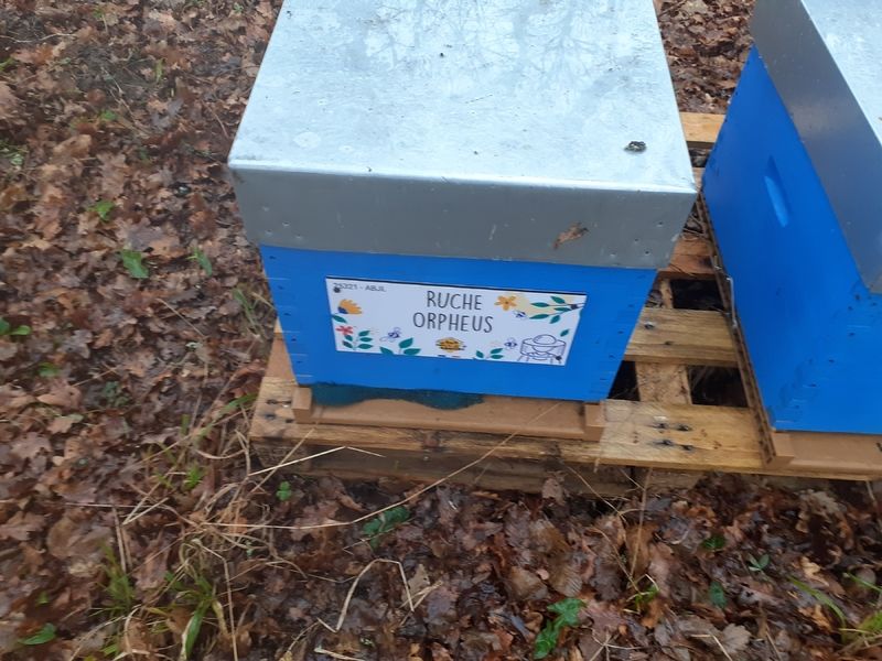 La ruche Orpheus
