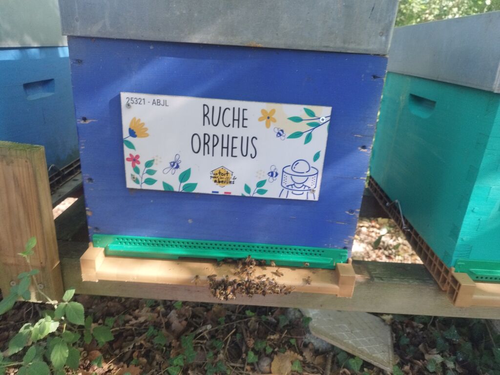 La ruche Orpheus