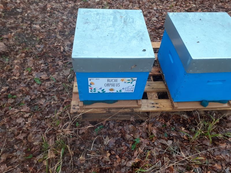 La ruche Orpheus