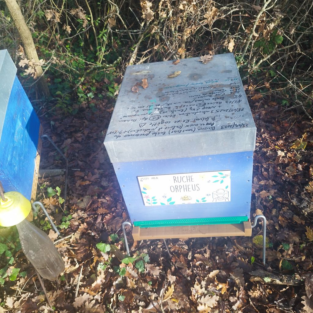 La ruche Orpheus