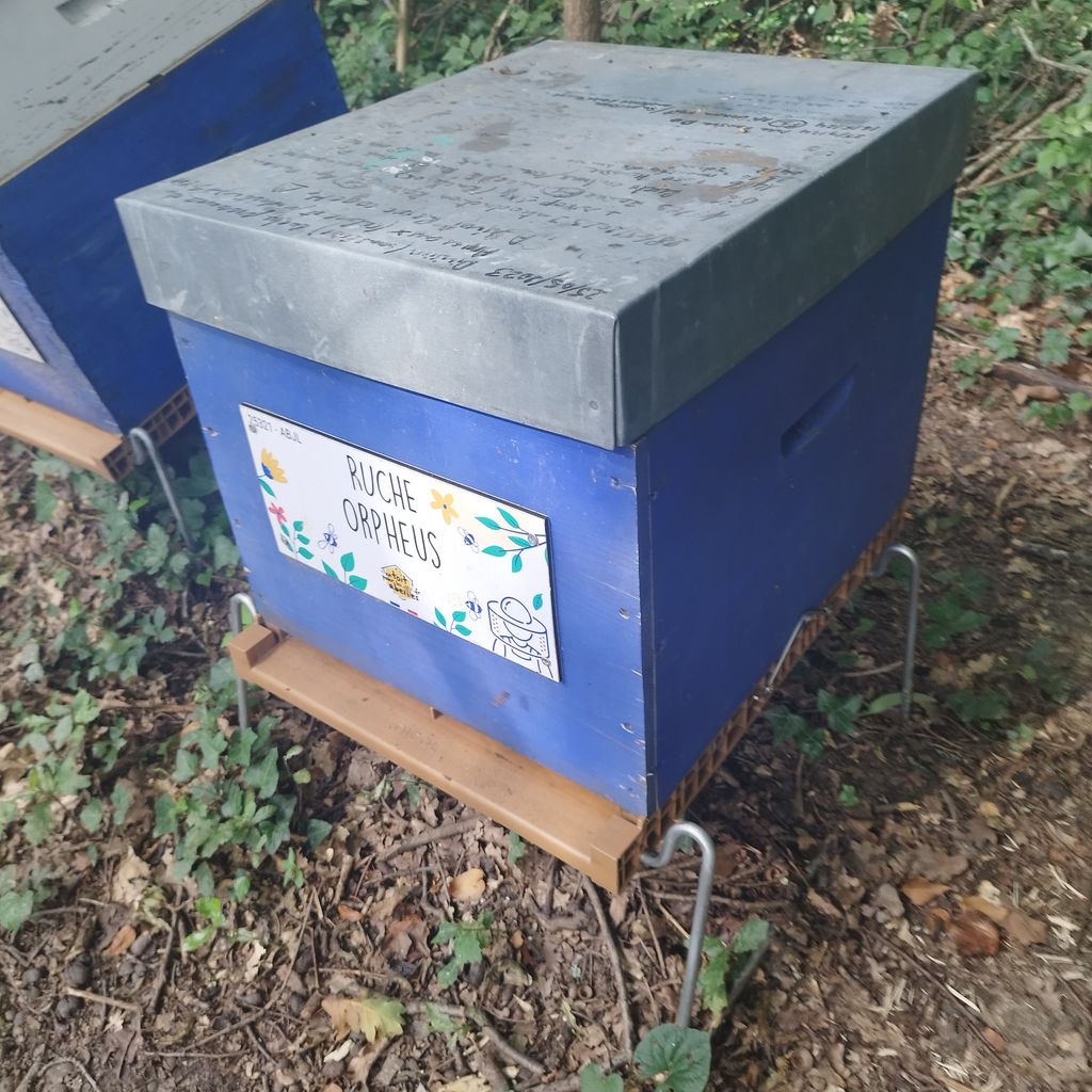 La ruche Orpheus