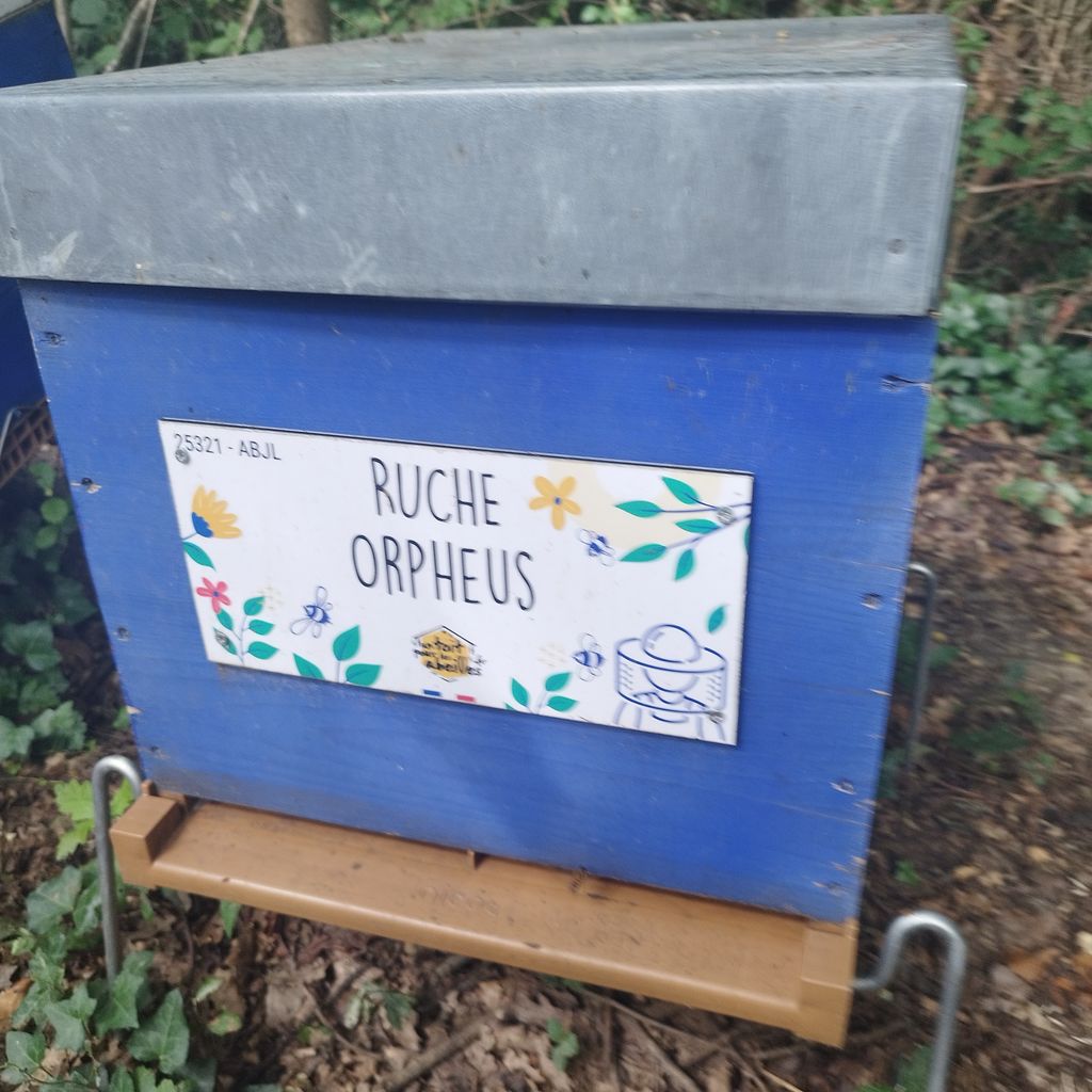 La ruche Orpheus