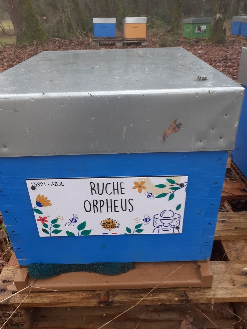 La ruche Orpheus