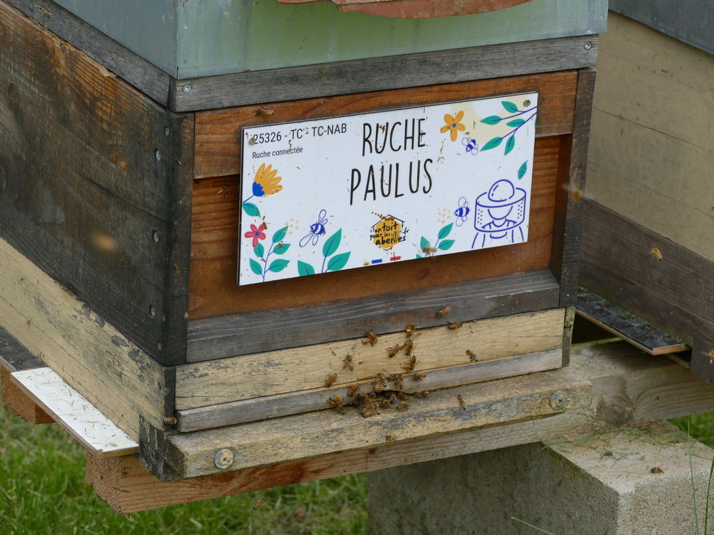 La ruche Paulus