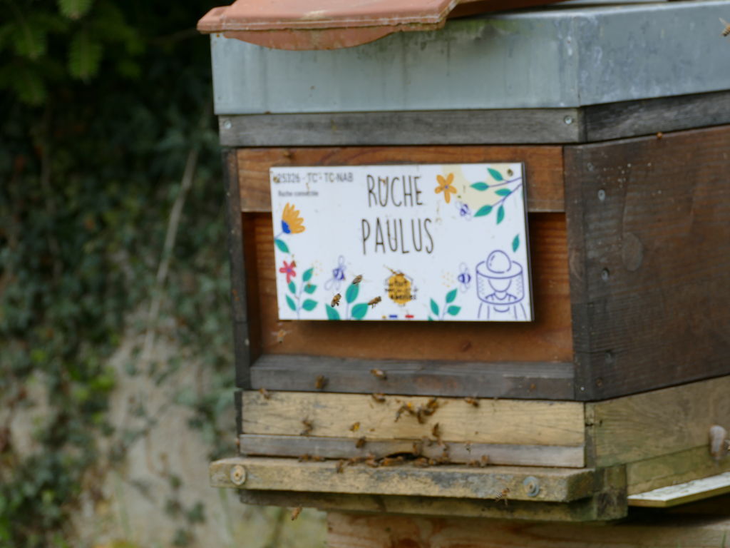 La ruche Paulus