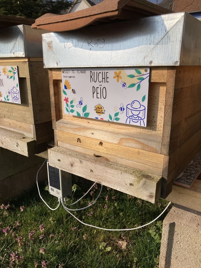 La ruche Peïo