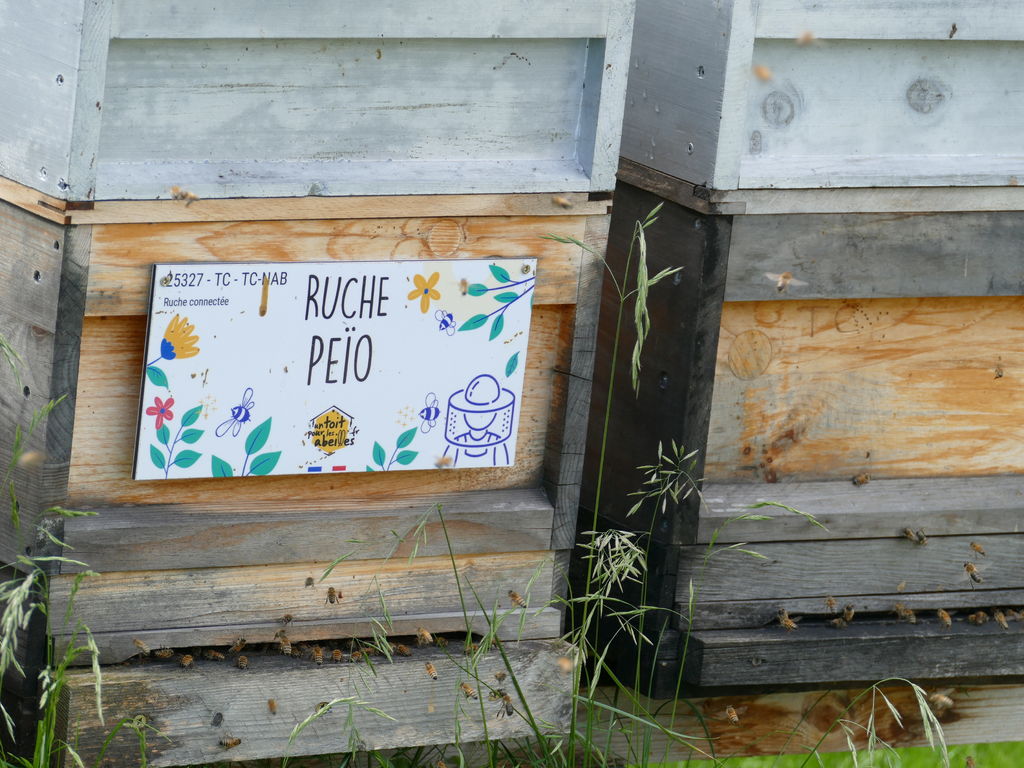 La ruche Peïo
