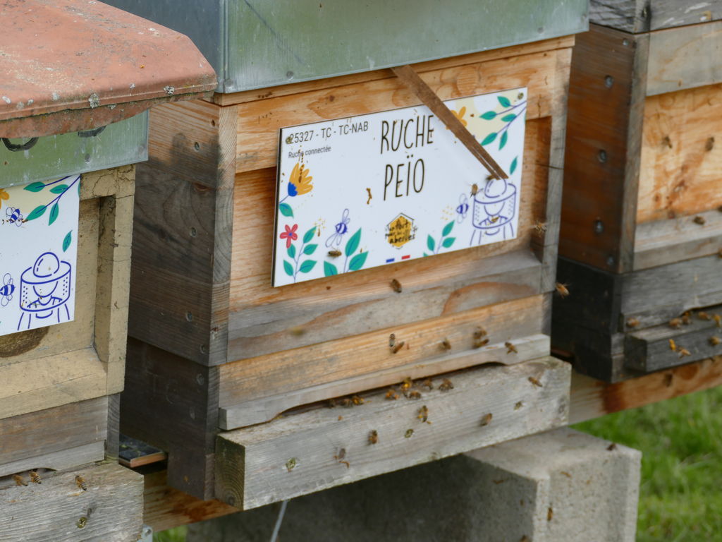 La ruche Peïo