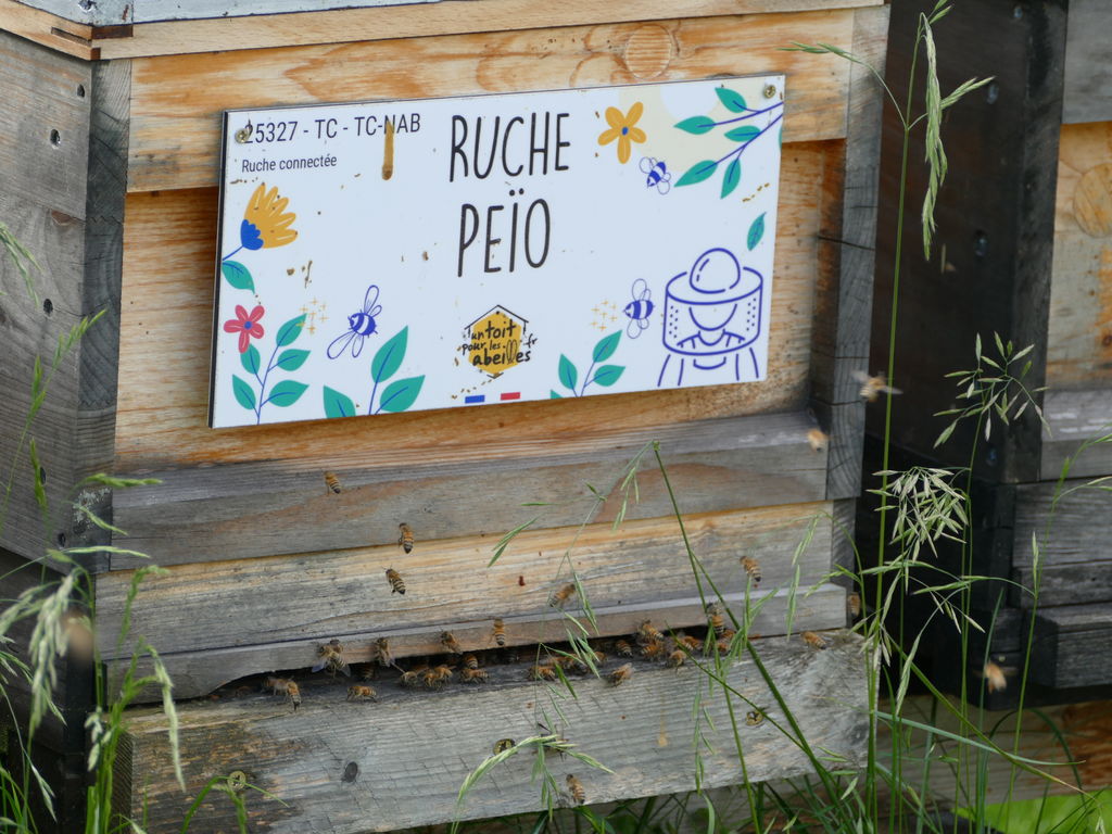 La ruche Peïo