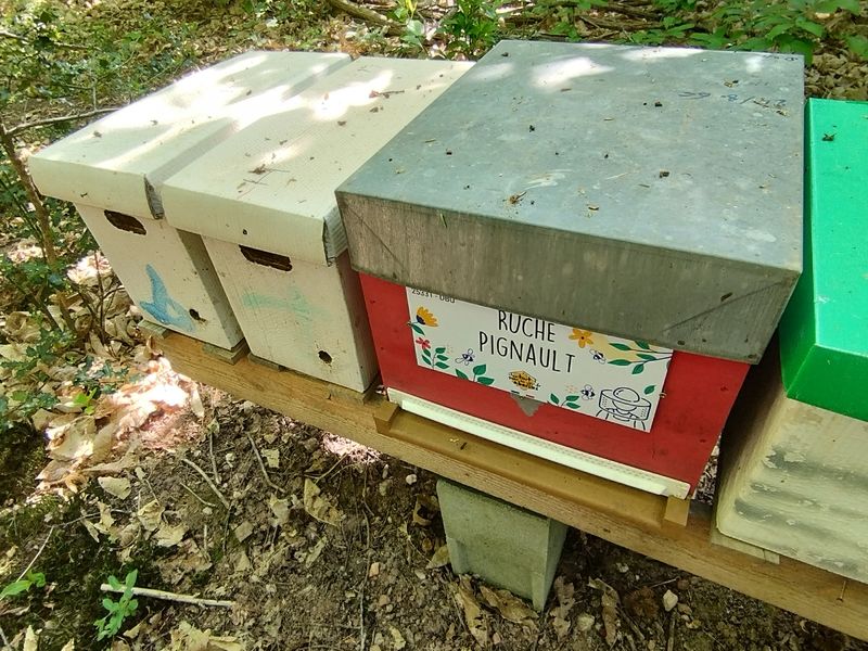 La ruche Pignault
