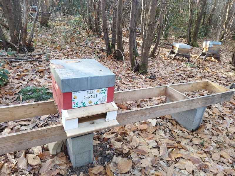 La ruche Pignault