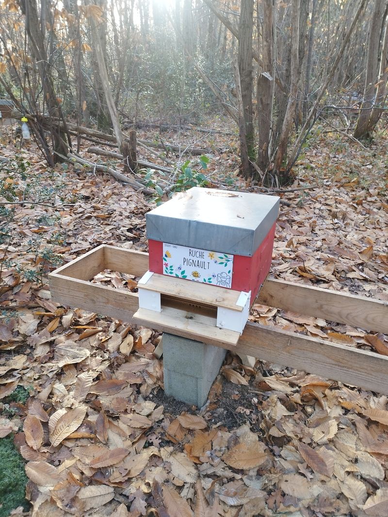 La ruche Pignault