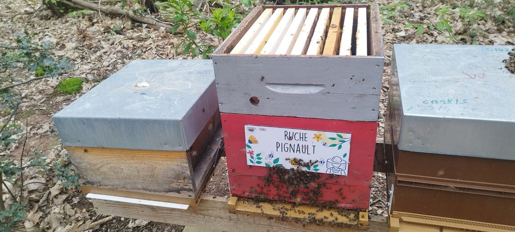 La ruche Pignault