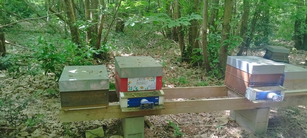 La ruche Pignault