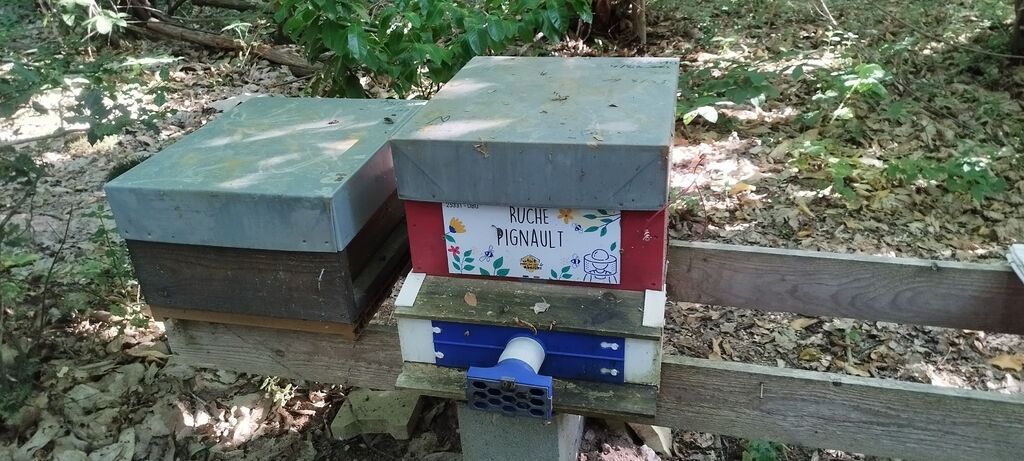 La ruche Pignault
