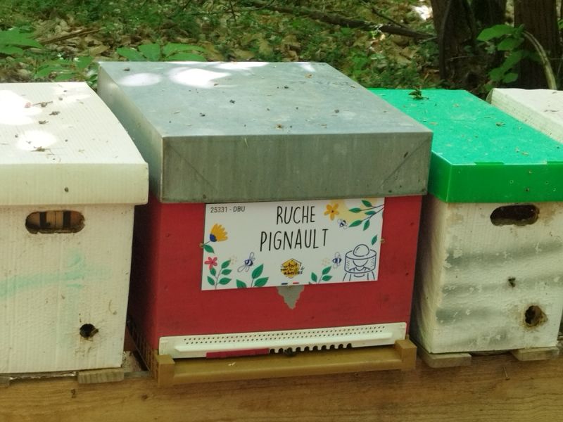 La ruche Pignault