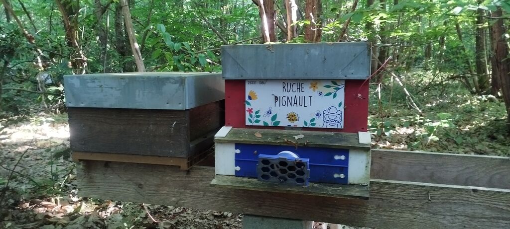 La ruche Pignault