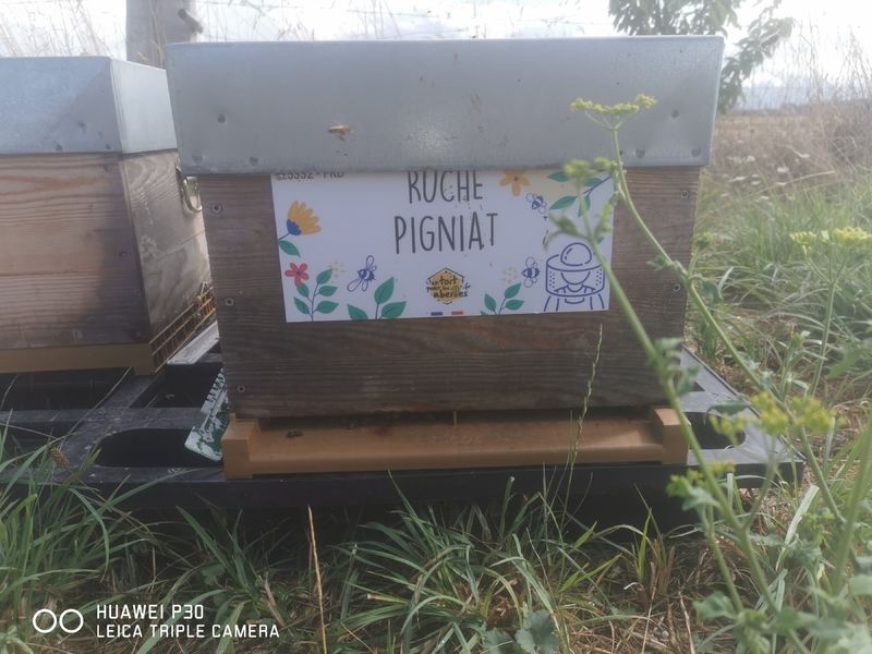 La ruche Pigniat
