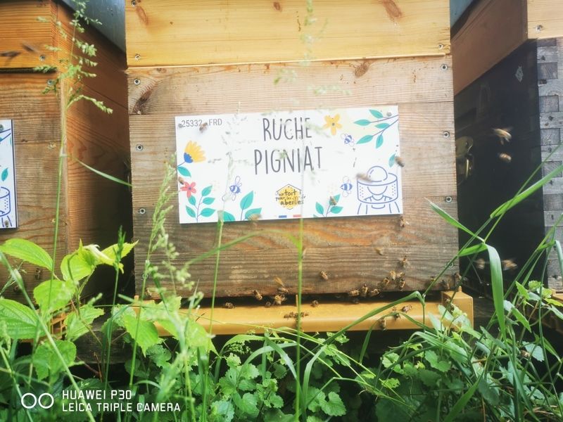 La ruche Pigniat