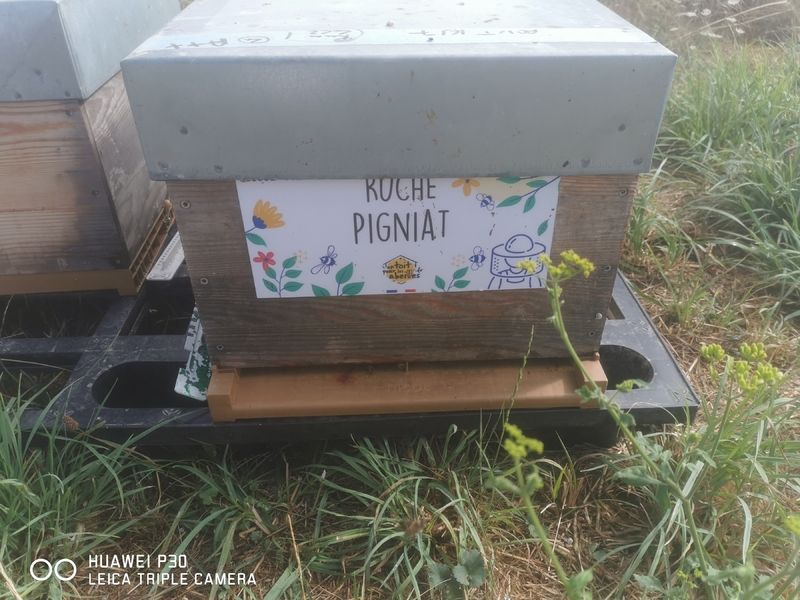 La ruche Pigniat